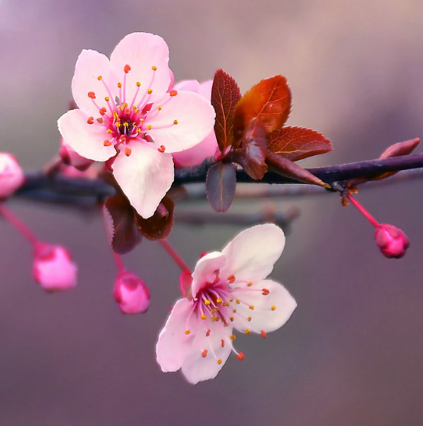 Cherry Blossoms Soy Candle & Melts